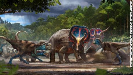 &#39;Duellerende dinosourusse&#39; fossiele wys Triceratops, T. rex, mag gesterf het na 'n geveg
