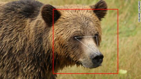 تشخیص چهره فقط برای انسان نیست - همچنین یاد می گیرد خرس ها و گاوها را شناسایی کند