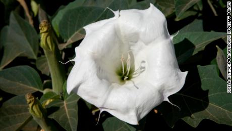 When the sacred datura (Datura wrightii) blooms, it has a distinctive pinwheel shape. This one is from the Valley of Fire in Nevada.