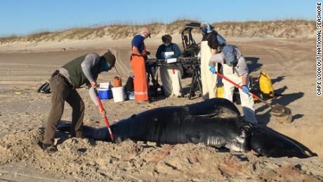 A rare species of whale washed ashore dead in North Carolina