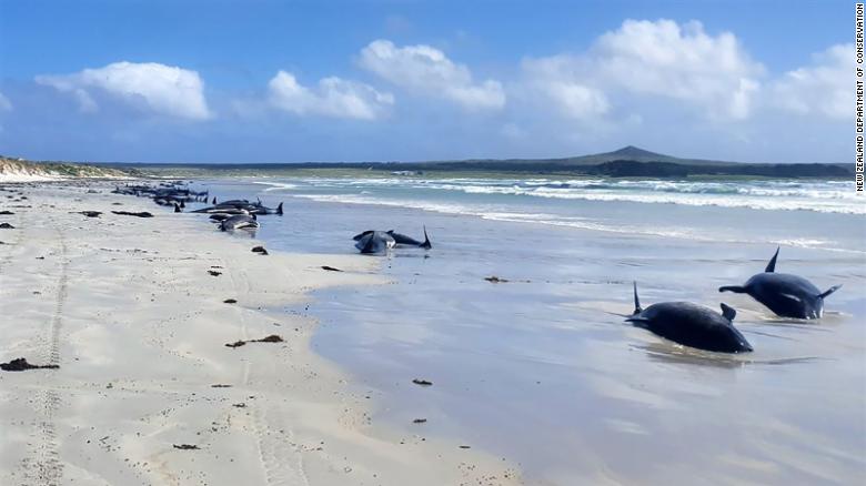 ほぼ 100 whales die in mass stranding in New Zealand