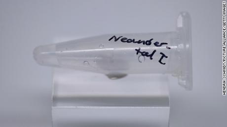 A tube containing the DNA of the Neanderthal man is on display in the State Museum of Archaeology in Chemnitz, Alemania. 