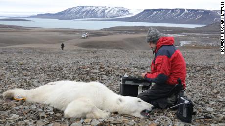 Ein sedierter Eisbär auf exponiertem Boden in Spitzbergen.