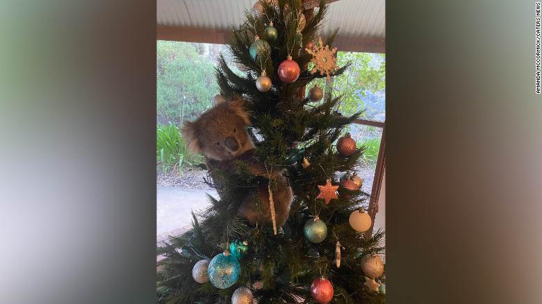 Curious koala sneaks into Australian home and climbs Christmas tree