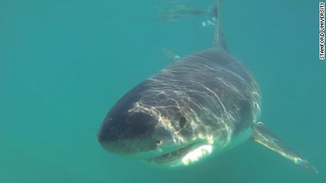 As white sharks gather in Monterey Bay, scientists grab the chance to study them up close 