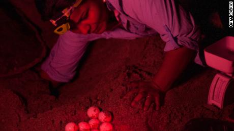 Pheasey und ihr Team steckten die falschen Eier während der Nacht in Schildkrötennester.