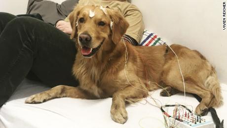 Die Familienhunde hatten Elektroden an ihren Köpfen und wurden eine Reihe von Wörtern gespielt, während die Gehirnaktivität gemessen wurde.