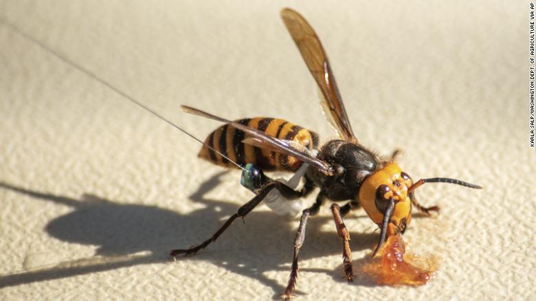 Honeybees use poop to ward off those terrifying murder hornets