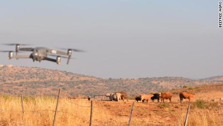 An Israeli cowboy hopes cattle-herding drones will modernize the livestock industry