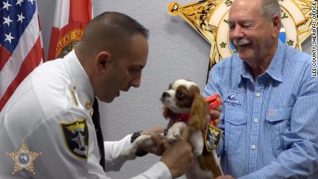 A puppy rescued from the jaws of alligator has been honored as a &#39;Deputy Dog&#39;