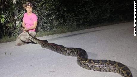 Pythons might become a new menu item in Florida if scientists can confirm they&#39;re safe to eat