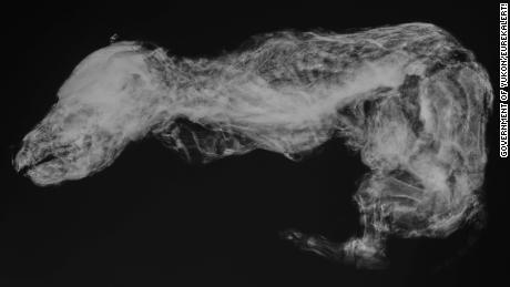 Los expertos utilizaron técnicas de rayos X no invasivas para obtener más información sobre el cachorro de lobo.