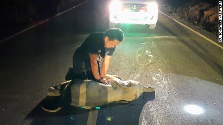 Ein thailändischer Rettungshelfer gab einem Elefantenbaby CPR, nachdem es von einem Motorrad angefahren worden war. Es hat überlebt