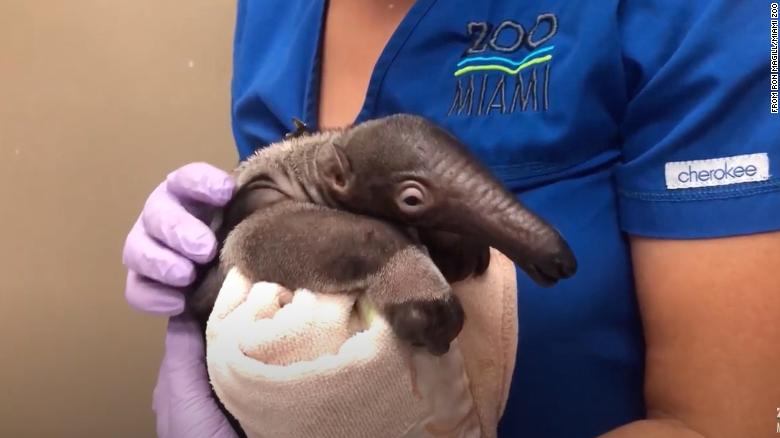 There's a new addition at the Miami Zoo: a baby giant anteater