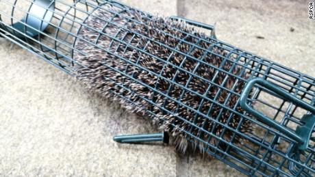 A hungry hedgehog crawled inside a discarded bird feeder in search of food and got stuck. 