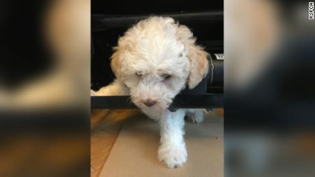 An eight-week-old cockapoo crawled under the recliner and got his fur caught. The RSPCA freed him with the help of the local fire department.  