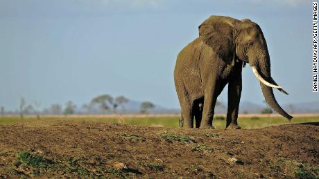 Elephant ivory still being sold on eBay despite 12-year ban