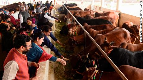 Cows are sacred in India. Critics say a new national exam politicizes the animal
