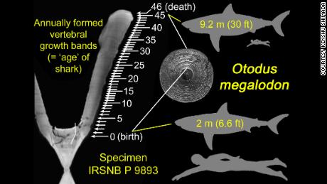 Researchers counted the number of growth bands on the megalodon&#39;s vertebrae for the study. 