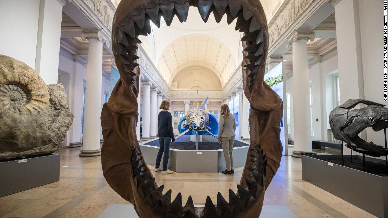 6-voet megalodon haai babas was kannibale in die baarmoeder, studie sê