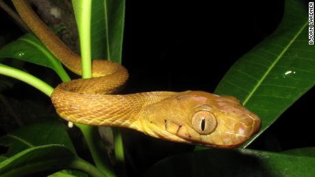 Los investigadores estudiaron la serpiente de árbol marrón, una especie invasora que se cree que devastó gran parte de las aves de Guam.