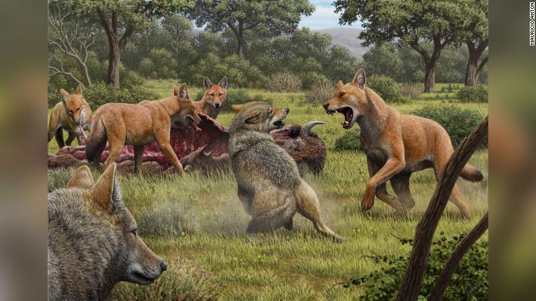 Analysis of ancient DNA reveals details about the dire wolf, inspiration for 'Game of Thrones' creature