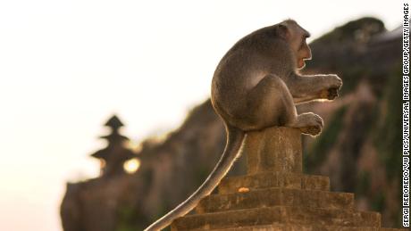 Macaque monkeys at a Bali temple can spot expensive items to steal and ransom for food