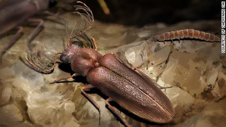 Un escarabajo de 99 millones de años arroja luz sobre la evolución de los insectos brillantes