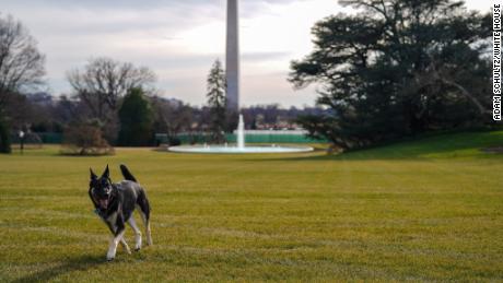 First dogs Champ and Major moved into the White House Sunday
