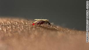 New Malaria Mosquito Emerges In African Cities And Experts Are Worried