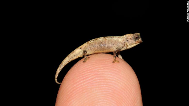 A newly discovered chameleon less than an inch long could be the world's smallest reptile