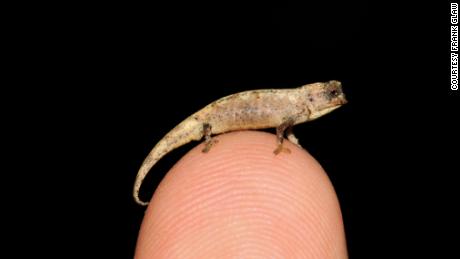 Um camaleão recém-descoberto com menos de uma polegada de comprimento pode ser o menor réptil do mundo