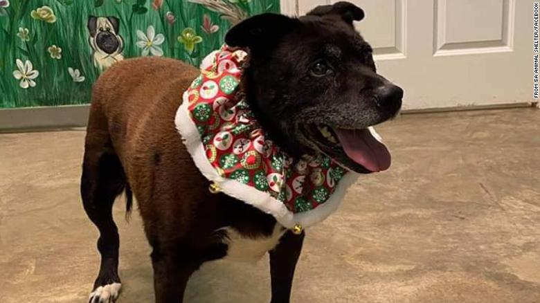 After a decade in a shelter, a rescue dog named Wiggles finally has a home
