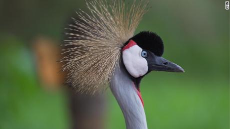 How these cranes escaped a life as status symbol pets in Rwanda 