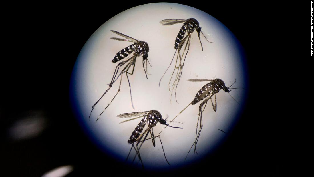 Liberan Mosquitos Modificados Gen Ticamente Para Combatir Zancudo