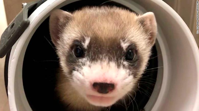 Meet Elizabeth Ann the ferret: The first endangered American animal to be cloned