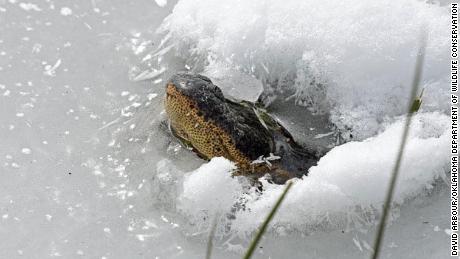 The bizarre and totally scientific way that alligators breathe in icy water