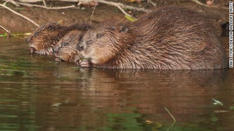 After 400 years away, England&#39;s beavers are protecting the landscape from flooding