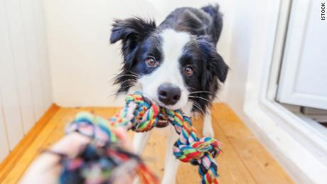 All the essentials your dog actually needs, according to vets (CNN Underscored)