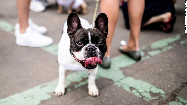 There's a reason why French bulldogs are such frequent targets for thieves