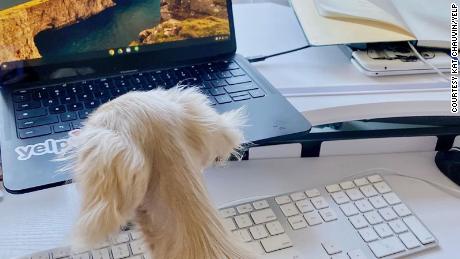 Das Work-from-Home-Setup eines Yelp-Mitarbeiters, einschließlich seines Hundes "Bürokamerad."