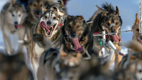 In pictures: The 2021 Iditarod