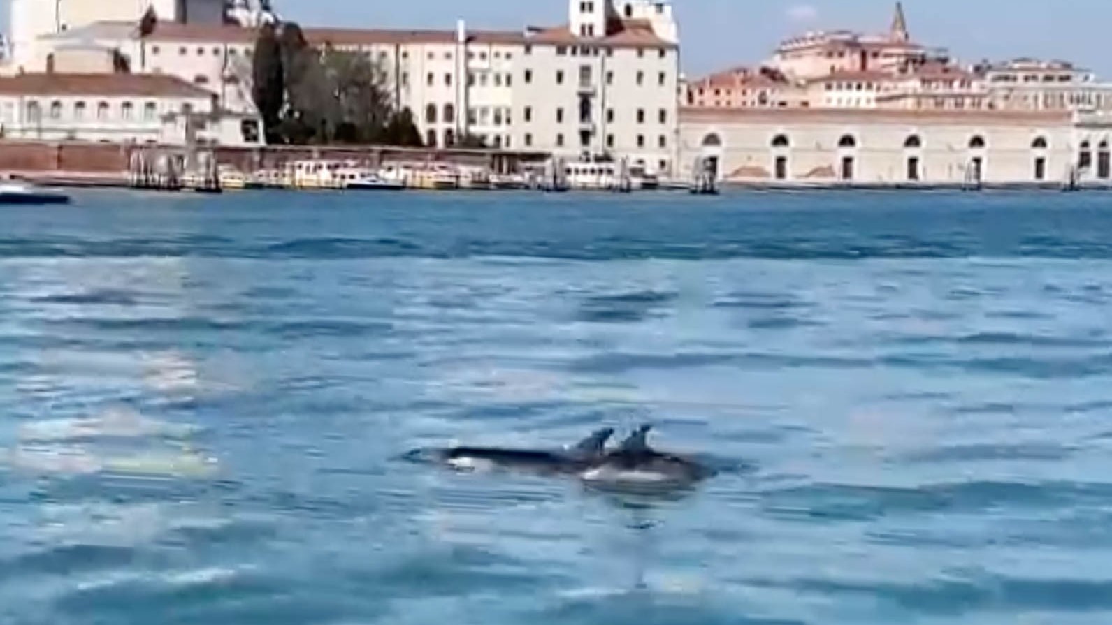 Dolphins seen in Venice's Grand Canal | CNN Travel