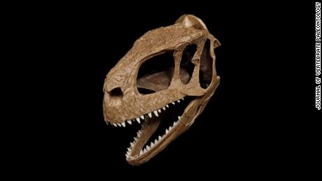 This T. rex lookalike had an unusual skull.