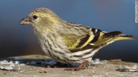 Salmonella infections in 8 states could be tied to wild songbirds, CDC says