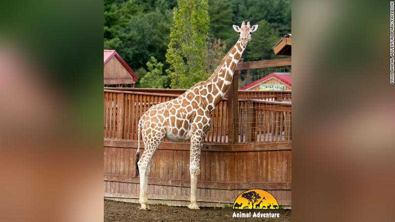 April the Giraffe, who became a worldwide sensation for giving birth in 2017, 사망했다