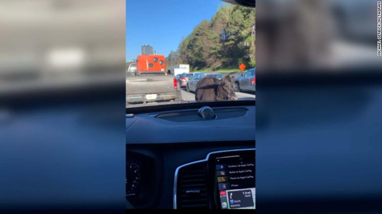 A loose cow trotting along an Atlanta-area interstate ties up traffic for an hour