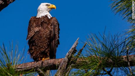 Rat poison found in over 80% of bald eagles in a US study