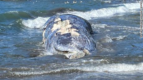The gray whale isn&#39;t endangered, but its population has dipped fairly significantly in recent years. 