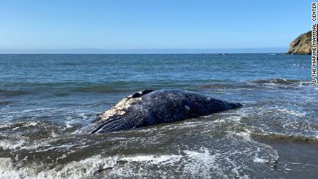 Scientists from The Marine Mammal Center and the California Academy of Sciences investigated the death of a gray whale on Thursday in Muir Beach. The team confirmed the adult female gray whale  died of blunt force trauma from a ship strike. 